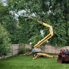 Best Storm Damage Tree Cleanup  in Joshua, TX