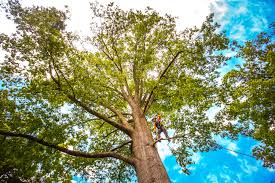 Best Hazardous Tree Removal  in Joshua, TX