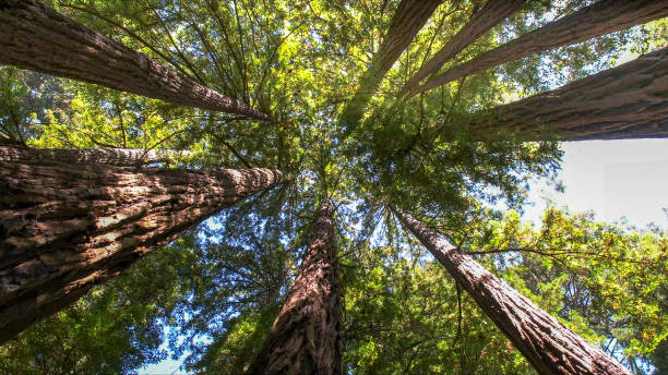 Best Tree Risk Assessment  in Joshua, TX
